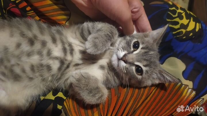 Британская кошечка