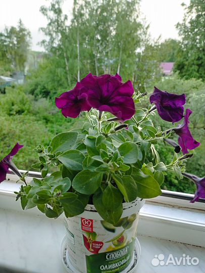 Рассада петунии