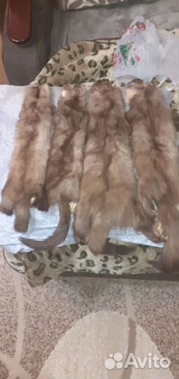 Шкурка куницы