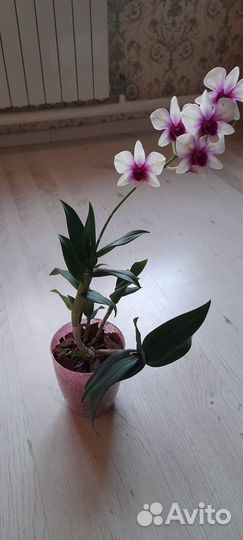 Орхидея дендрофаленопсис