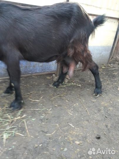 Продам козу