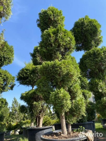 Саженцы туи смарагд спираль 1,95 метра
