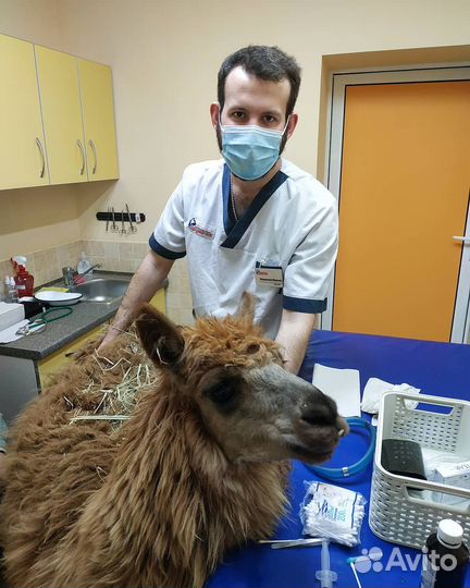 Ветеринар, Ветеринарный врач на дом