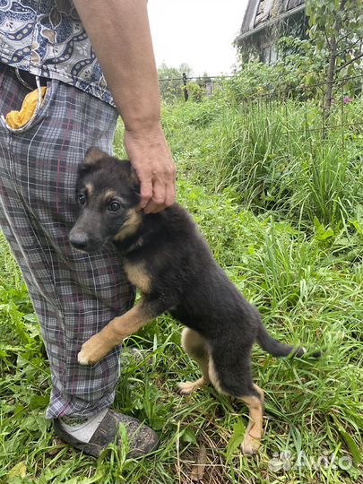 Щенок в добрые руки бесплатно девочка