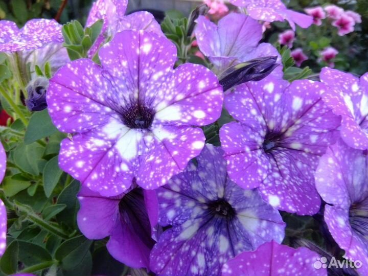 Петуния, Калибрахоа, Дихондра и т.д