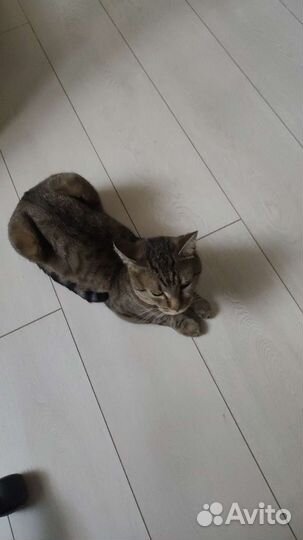 Кот в добрые руки
