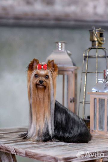 Йоркширский терьер. Вязка