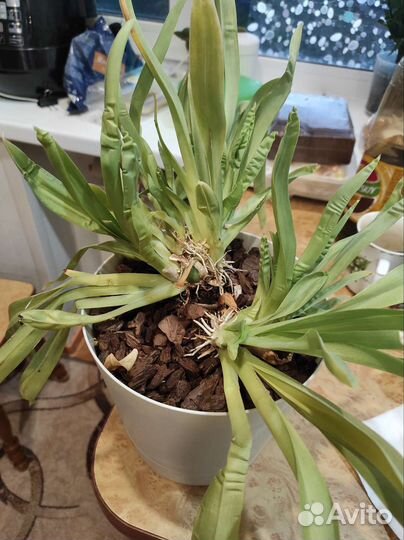 Орхидея мильтония