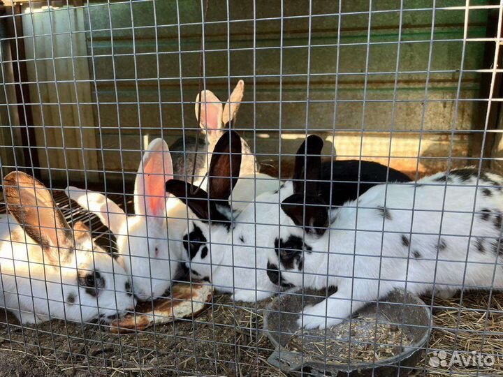 Кролики (самки)