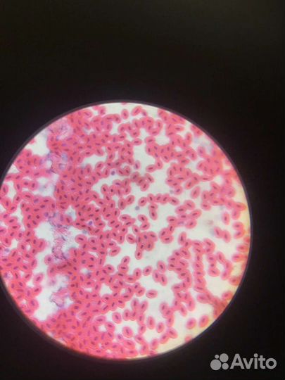 Репетитор по биологии,анатомии,гистологии,латыни