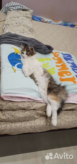 Кошка в дар