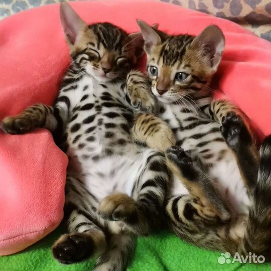 Бенгальский красавчик