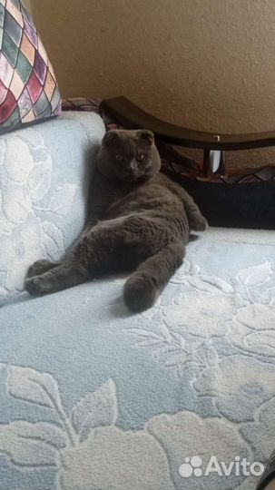 Шотландский кот вязка