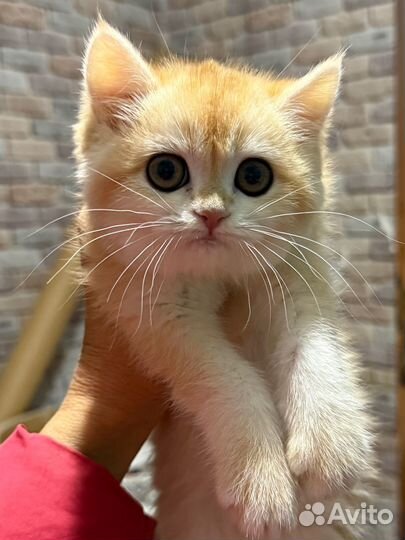 Котята золотая шиншилла