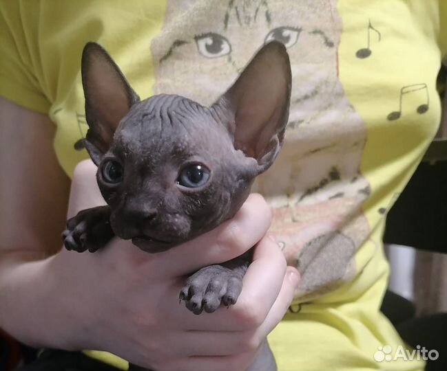 Канадский сфинкс