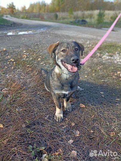 Кора ищет дом