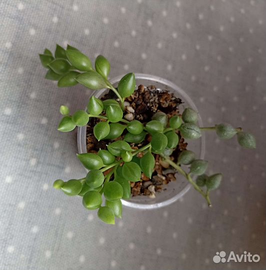 Суккуленты почтой часть 3 из 9