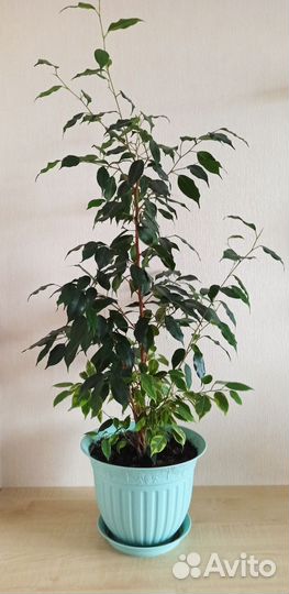 Фикус бенджамина, спатифиллум, мята