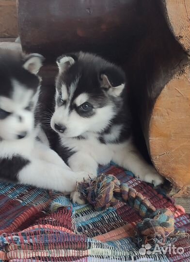 Щенки породы Сибирский хаски
