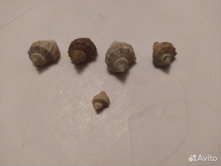 Морские Ракушки и Кораллы СССР