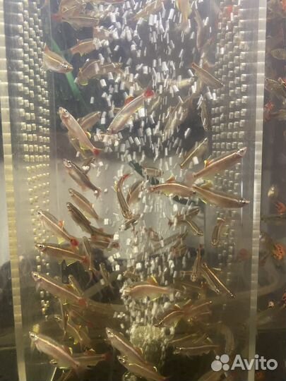 Аквариумные рыбки