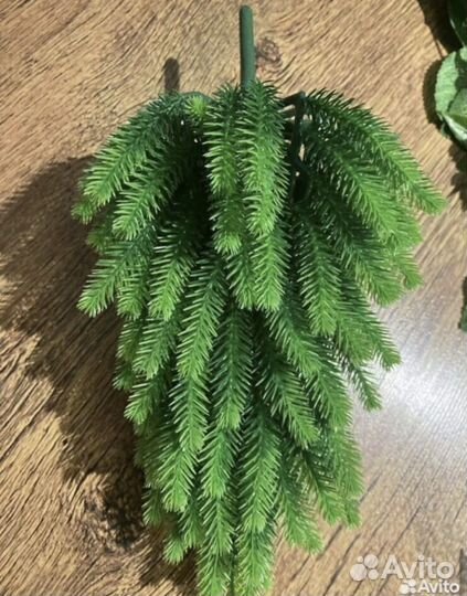 Декоративная зелень