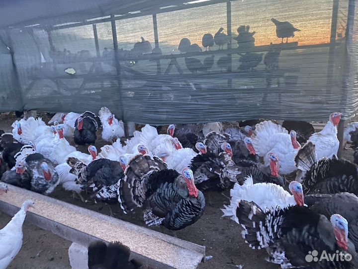 Индюшата (бройлеры)