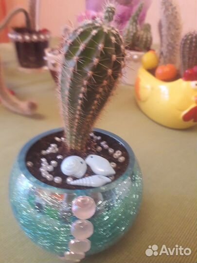 Кактусы коллекция