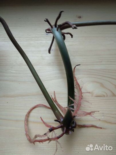 Филодендрон