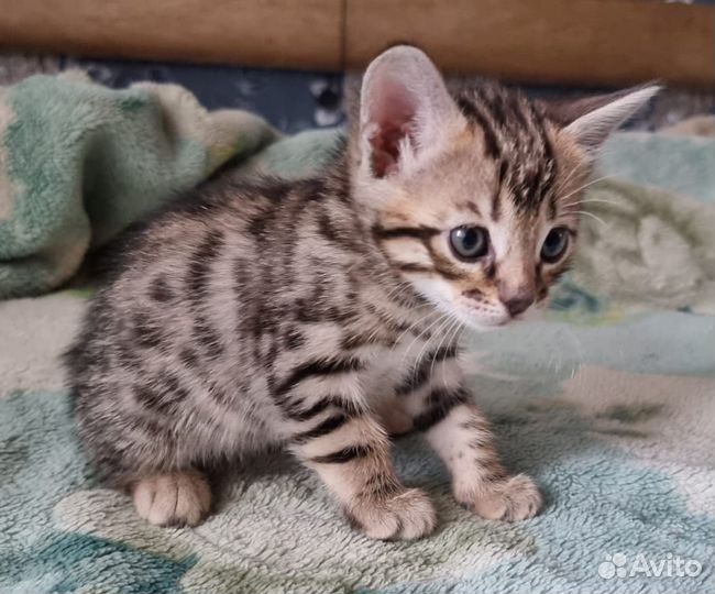 Котята в добрые руки от бенгальской кошки