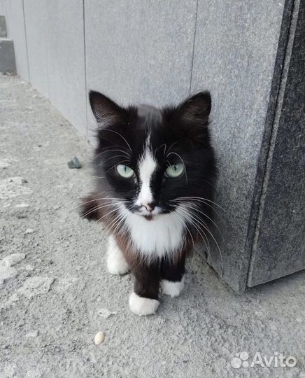 Кошка в добрые руки