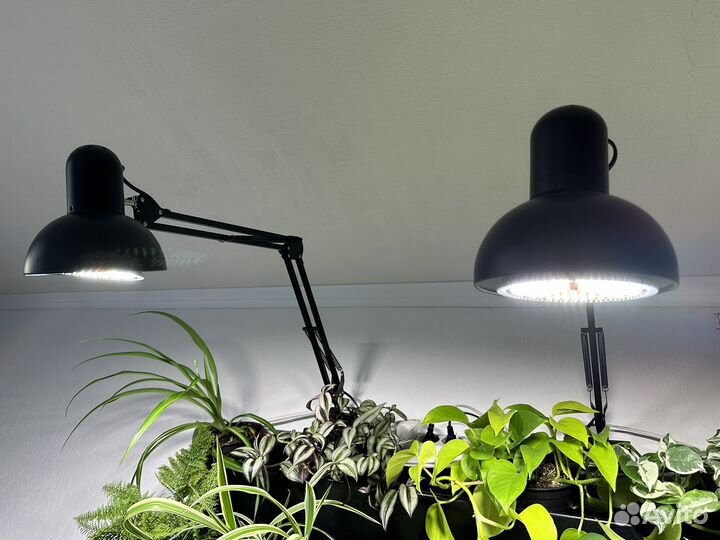 Фитостена, комнатные растения