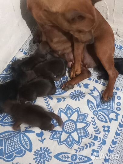 Щенки цвергпинчера мини