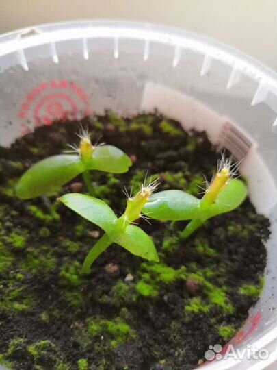 Питахайя (Драконий фрукт) ростки