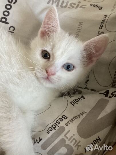 Породистый котенок