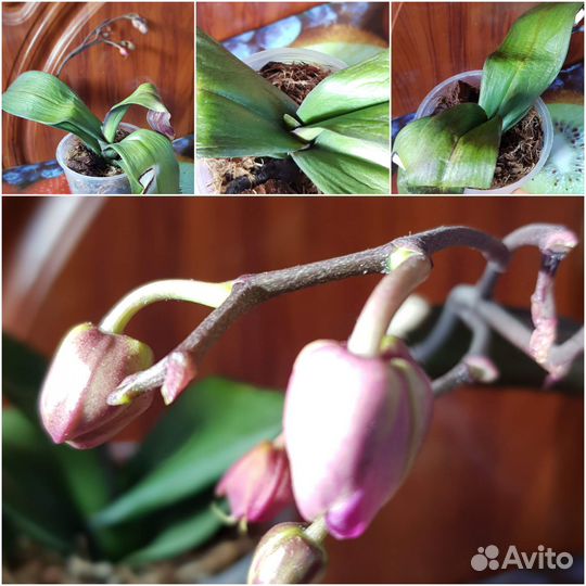 Орхидея фаленопсис