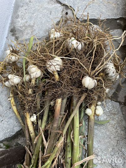 Лилии луковицы