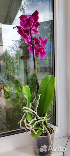 Орхидея биг лип