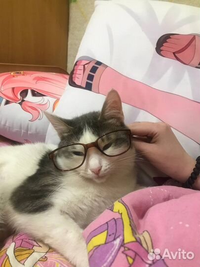 Отдам в добрые руки