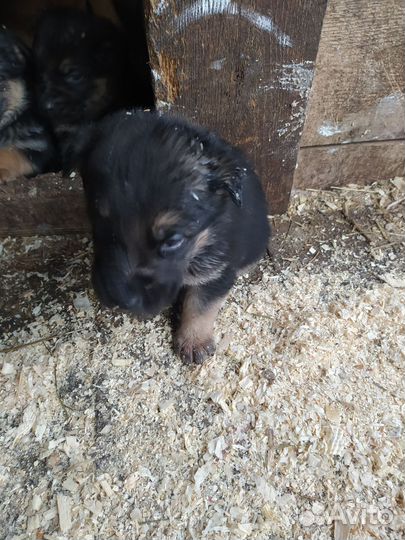 Щенки немецкой овчарки