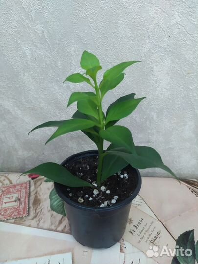 Эсхинантус