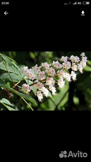 Саженцы каштана