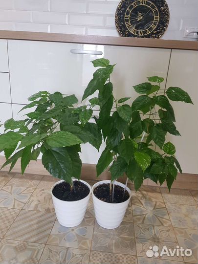 Гибискус китайская роза