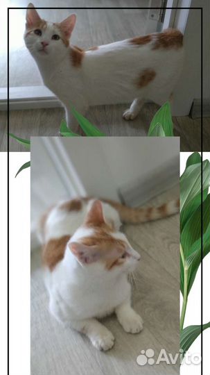 Котенку 8 месяцев