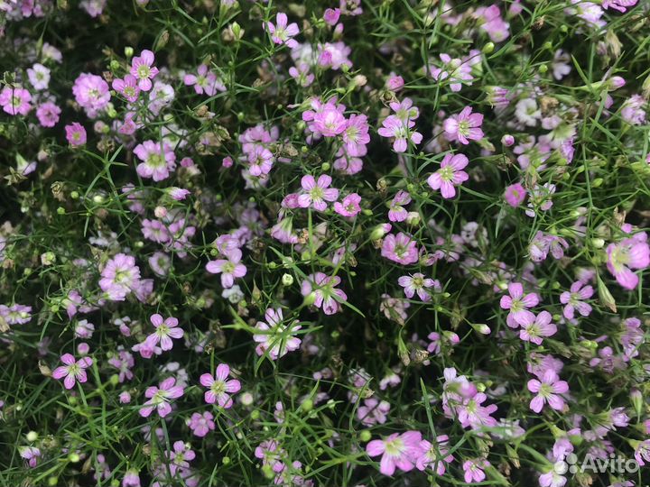 Гипсофила ползучая