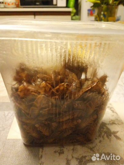 Живые мраморные тараканы. Возможна заморозка