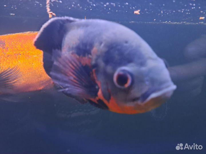 Астронотусы