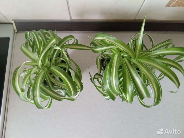 Хлорофитум Бонни кудрявый