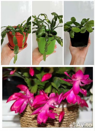 Комнатные цветы