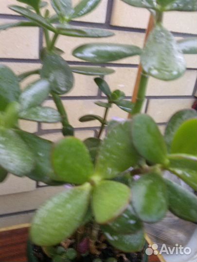 Денежное дерево